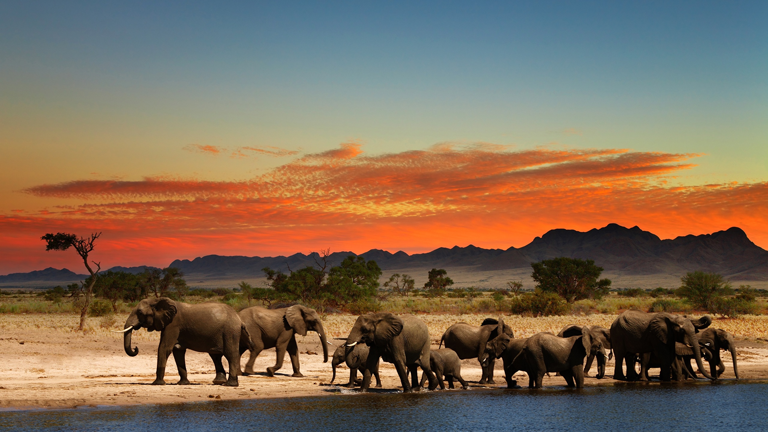Elephants_Africa_549300_2560x1440